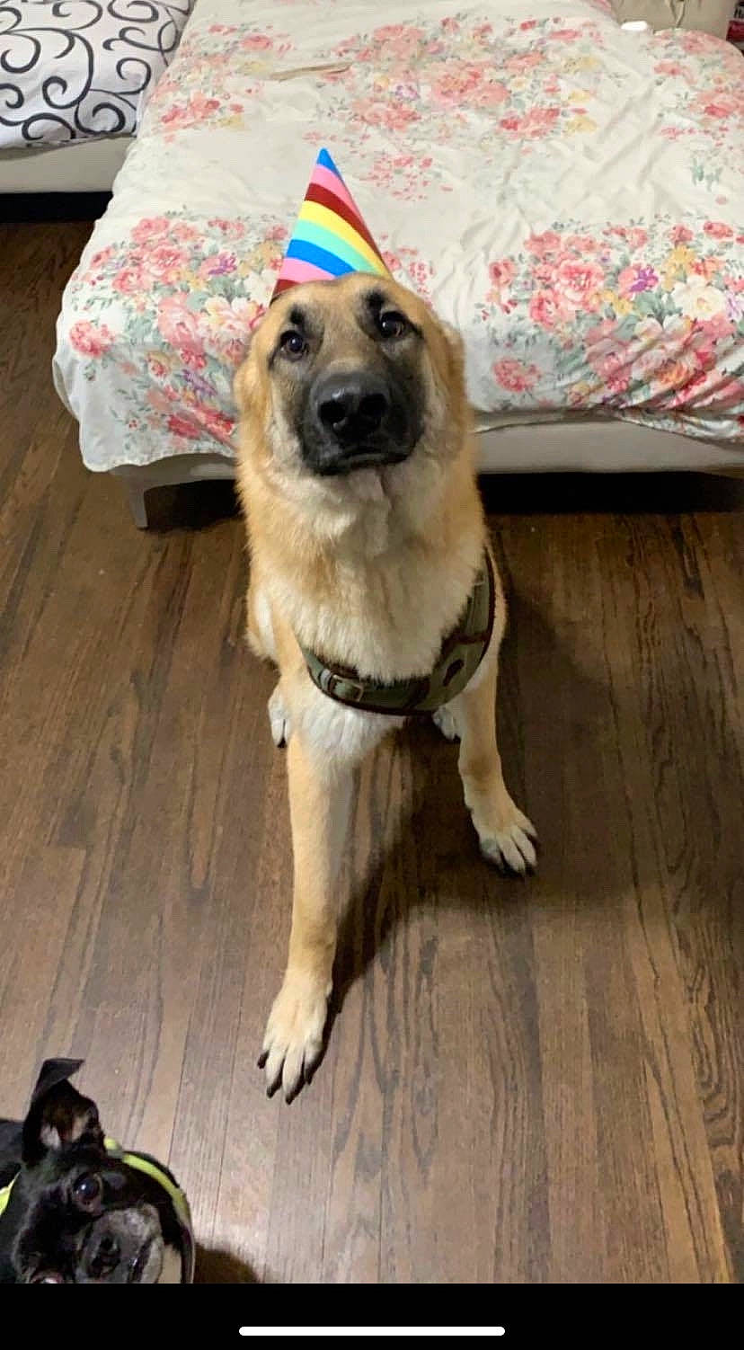 Max is registered to the contest to win money with this photo: carnivore, collar, companion_dog, dog, dog_breed, dog_supply, fawn, floor, flooring, fur, german_shepherd_dog, hardwood, laminate_flooring, snout, tail, varnish, wood, wood_flooring, wood_stain, working_animal