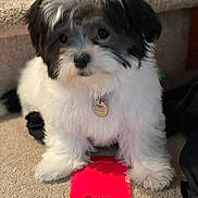 Oreo Lexi joined the competition — help win amazing prizes! black_and_white, bokeh, carpet, close_up, collar, cute, dog, fluffy, fur, id_tag, indoor, looking_at_camera, paws, pet, portrait, puppy, red_envelope, sitting, small_dog, stairs