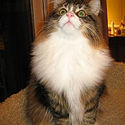 Poppy joined the competition — help win amazing prizes! cat, fluffy, tabby, white_fur, indoor, pet, curious, wide_eyes, feline, soft_texture, cozy, animal, whiskers, ears, paws, domestic_cat, fur_pattern, looking_up, close_up, house