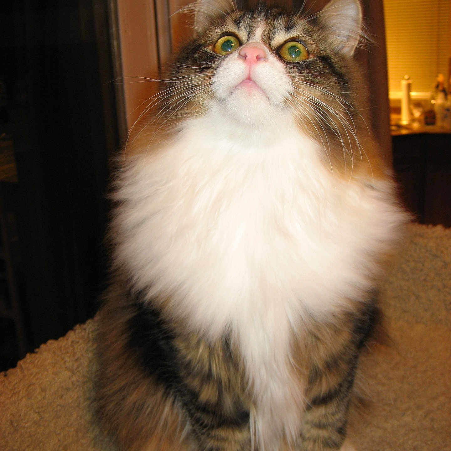 Poppy joined the competition — help win amazing prizes! animal, cat, close_up, cozy, curious, domestic_cat, ears, feline, fluffy, fur_pattern, house, indoor, looking_up, paws, pet, soft_texture, tabby, whiskers, white_fur, wide_eyes