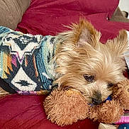 Pjcool joined the competition — help win amazing prizes! dog, small_dog, toy, stuffed_animal, couch, sweater, furry, pet, indoor, cozy, brown, red, plush, sleepy, cute, companion, animal, resting, close_up, home