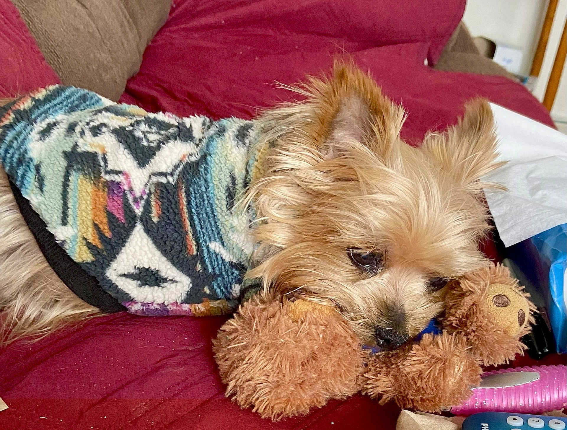 Pjcool joined the competition — help win amazing prizes! dog, small_dog, toy, stuffed_animal, couch, sweater, furry, pet, indoor, cozy, brown, red, plush, sleepy, cute, companion, animal, resting, close_up, home
