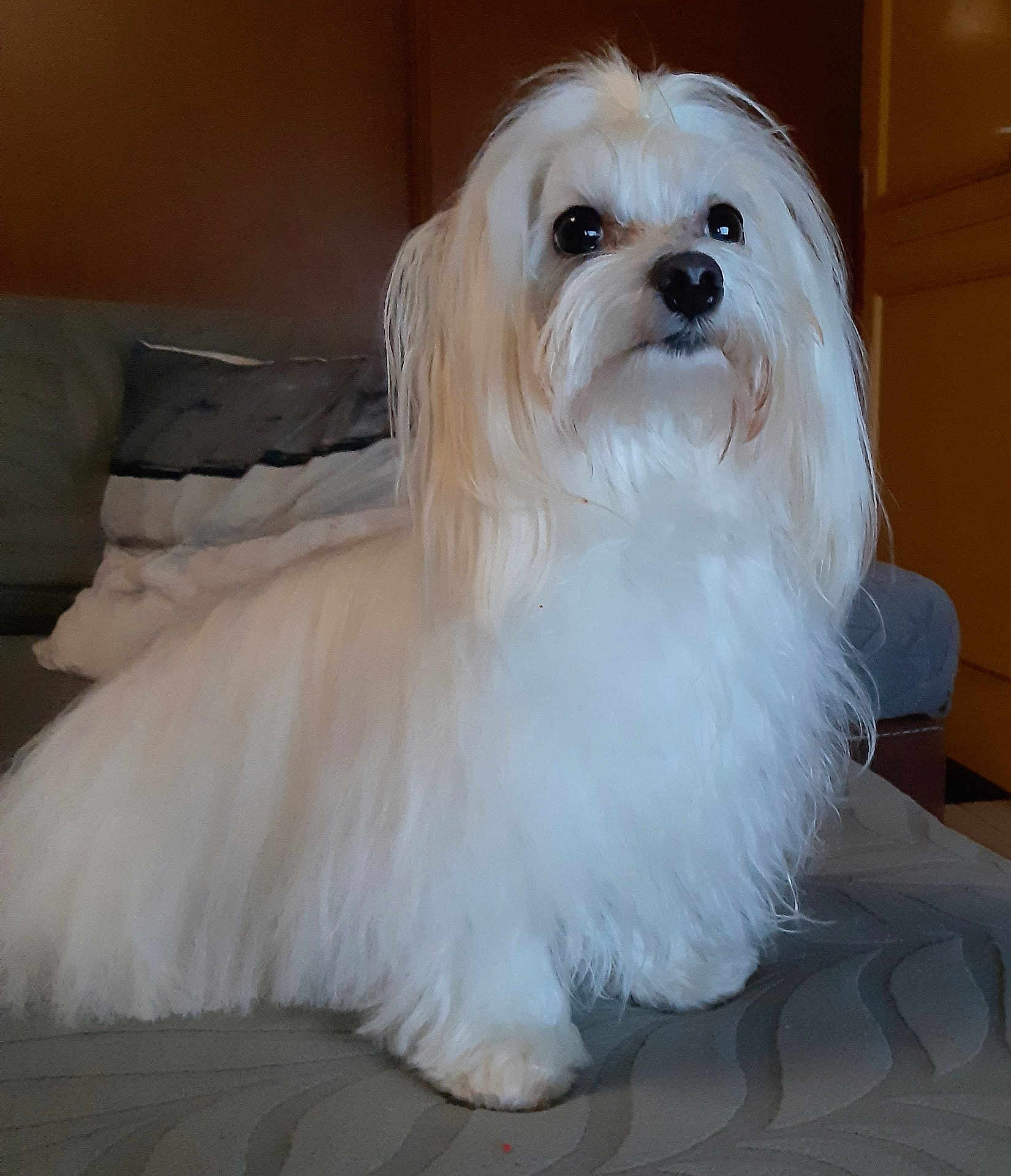 Bella