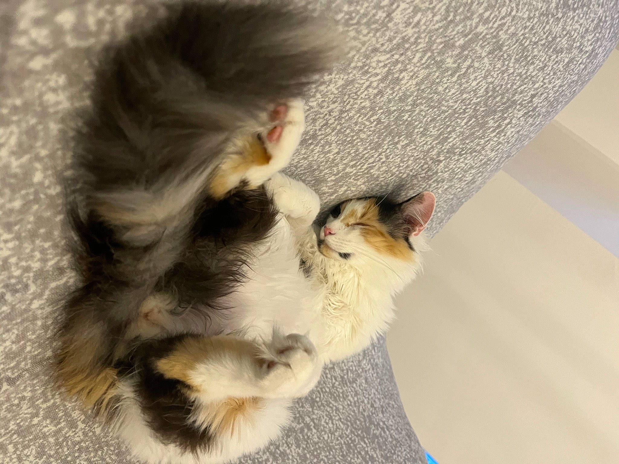 Sia participe au concours pour gagner de l'argent avec cette photo : carnivore, cat, claw, comfort, companion_dog, dog_breed, domestic_short_haired_cat, fawn, felidae, flooring, foot, fur, human_leg, paw, plant, small_to_medium_sized_cats, snout, tail, toe, whiskers