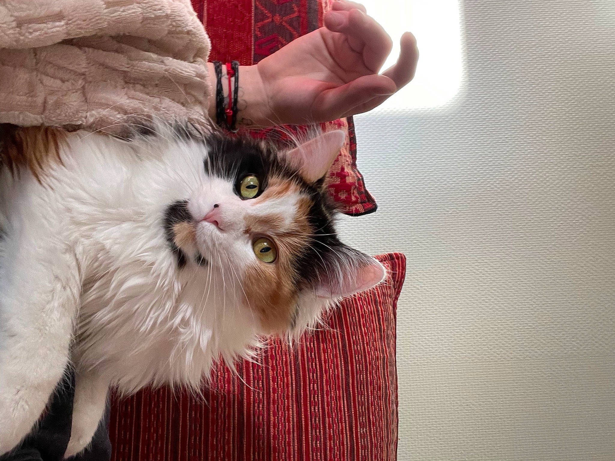 Sia a rejoint le concours — aidez-le/la à gagner de superbes lots ! british_longhair, carnivore, cat, claw, companion_dog, eye, fashion_accessory, fawn, felidae, fur, gesture, hair, human_leg, nail, pattern, paw, small_to_medium_sized_cats, snout, tail, whiskers