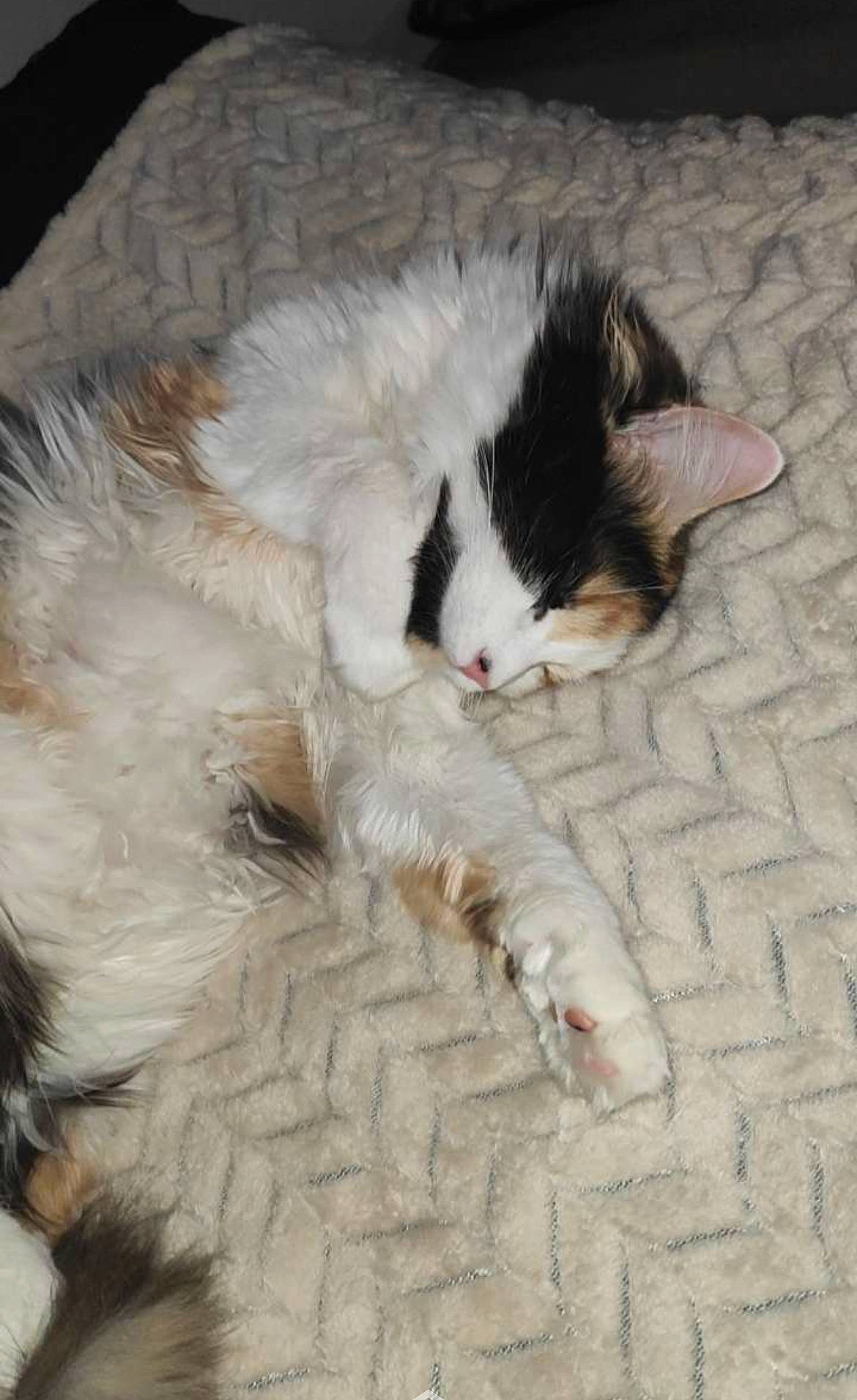 Sia participe au concours pour gagner de l'argent avec cette photo : carnivore, cat, cat_bed, claw, comfort, companion_dog, dog_breed, domestic_short_haired_cat, eye, fawn, felidae, flooring, foot, fur, nap, paw, small_to_medium_sized_cats, snout, tail, whiskers