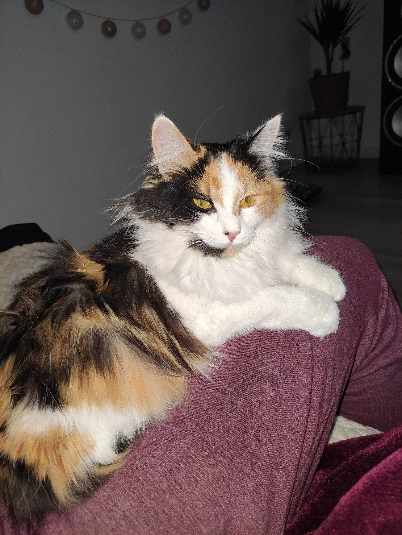 Sia participe au concours pour gagner de l'argent avec cette photo : carnivore, cat, claw, comfort, domestic_short_haired_cat, fawn, felidae, flowerpot, foot, fur, houseplant, lap, paw, plant, sitting, small_to_medium_sized_cats, tail, tree, whiskers, wood