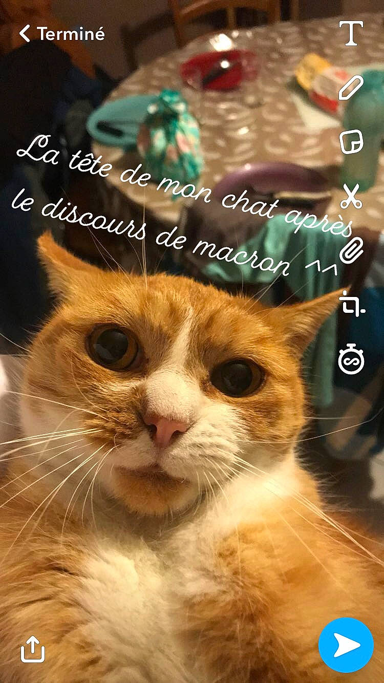 Izzy a rejoint le concours — aidez-le/la à gagner de superbes lots ! art, carnivore, cat, collage, domestic_short_haired_cat, event, fawn, felidae, font, fur, happy, natural_landscape, paw, photo_caption, photography, small_to_medium_sized_cats, terrestrial_animal, whiskers, wildlife, window