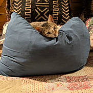 Boog is registered to the contest to win money with this photo: animal, blue_pillow, cat, comfort, cozy, cushion, cute, feline, floral_pattern, fur, home, indoor, patterned_cushion, pet, pillow, quilt, relaxed, resting, sleepy, tabby_cat