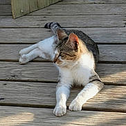 Boog joined the competition — help win amazing prizes! animal, calm, cat, daylight, ears, feline, fur, nature, outdoor, paws, pet, quiet, relaxed, resting, sunlight, tabby_cat, whiskers, white_cat, wood_planks, wooden_deck