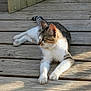 animal, calm, cat, daylight, ears, feline, fur, nature, outdoor, paws, pet, quiet, relaxed, resting, sunlight, tabby_cat, whiskers, white_cat, wood_planks, wooden_deck