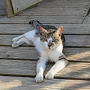 Boog is registered to the contest to win money with this photo: cat, tabby_cat, animal, pet, wooden_deck, outdoor, sunlight, relaxed, feline, whiskers, ears, paws, laying_down, nature, daylight, domestic_cat, striped, fur, resting, closeup