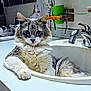 Scrappy joined the competition — help win amazing prizes! animal_portrait, bathroom, cat, countertop, cute, domestic_animal, ears, faucet, fluffy_cat, fur, gray_fur, household_items, indoor, paw, pet, relaxed, resting, sink, whiskers, white_fur