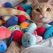 Maccy joined the competition — help win amazing prizes! animal, bed, cat, closeup, colorful, cozy, curious, cute, domestic_cat, feline, indoor, orange_tabby, paw, pet, playful, plush_toys, resting, soft, toy_mouse, white_bedding