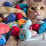 animal, bed, cat, closeup, colorful, cozy, curious, cute, domestic_cat, feline, indoor, orange_tabby, paw, pet, playful, plush_toys, resting, soft, toy_mouse, white_bedding