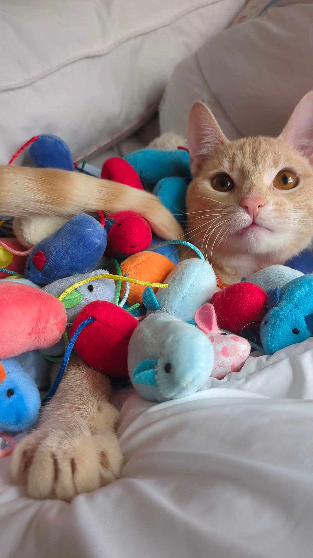 Maccy joined the competition — help win amazing prizes! animal, bed, cat, closeup, colorful, cozy, curious, cute, domestic_cat, feline, indoor, orange_tabby, paw, pet, playful, plush_toys, resting, soft, toy_mouse, white_bedding