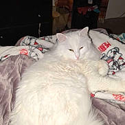 Fergie is registered to the contest to win money with this photo: animal, bedroom, blanket, cat, companion, cozy, cute, domestic_cat, fluffy, fur, furniture, holiday_pattern, indoor, pet, relaxed, resting, sleepy, soft_texture, tail, white_cat