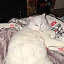 animal, bedroom, blanket, cat, companion, cozy, cute, domestic_cat, fluffy, fur, furniture, holiday_pattern, indoor, pet, relaxed, resting, sleepy, soft_texture, tail, white_cat