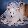 puppy, dog, white_fur, blue_eyes, blanket, crate, wood, studio, portrait, animal, cute, fluffy, pet, lying_down, cozy, indoor, young, soft_texture, background, calm