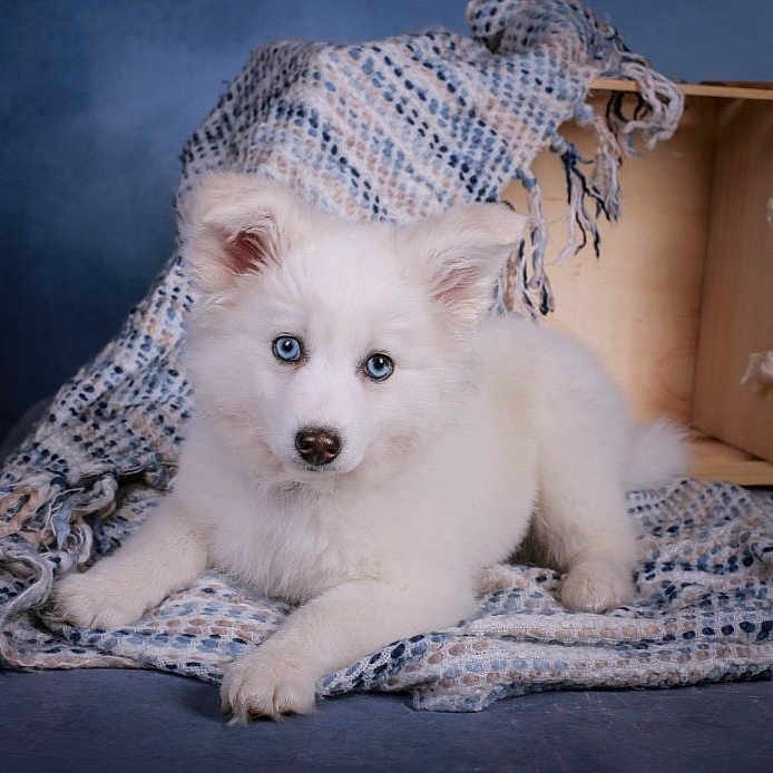 Blue a rejoint le concours — aidez-le/la à gagner de superbes lots ! puppy, dog, white_fur, blue_eyes, blanket, crate, wood, studio, portrait, animal, cute, fluffy, pet, lying_down, cozy, indoor, young, soft_texture, background, calm