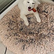Blue a rejoint le concours — aidez-le/la à gagner de superbes lots ! animal, canine, chewing, cozy, dog, floor, fur, glass_door, home, hot_dog_toy, indoor, mouth, paw, pet, plush_bed, relaxed, resting, shaggy_bed, toy, white_dog