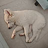 Blue participe au concours pour gagner de l'argent avec cette photo : animal, canine, cozy, cute, dog, floor, fur, home, indoor, paw, peaceful, pet, puppy, relaxed, resting, sleeping, small, tile, white_fur, young