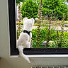 Blue a rejoint le concours — aidez-le/la à gagner de superbes lots ! back_view, collar, daylight, dog, domestic_animal, fur, garden, greenery, houseplant, interior, looking_away, nature, outdoor, pet, plants, radiator, white_dog, window, window_sill, young_dog