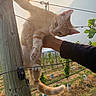 animal, cat, curious, daylight, fur, garden, greenery, hand, nature, orange_tabby, outdoor, person, pet, plants, summer, sun, sunlight, vineyard, wire_fence, wooden_post