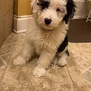 Sully joined the competition — help win amazing prizes! puppy, dog, bathroom, mat, floor, tile, black_and_white, fluffy, cute, pet, indoor, young, fur, animal, sitting, curious, nose, paw, domestic, companion