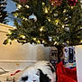 black, christmas_tree, cozy, decorations, dog, festive, floor, fur, holiday, indoor, lights, ornaments, pet, puppy, red, relaxing, resting, sleeping, tree_skirt, white