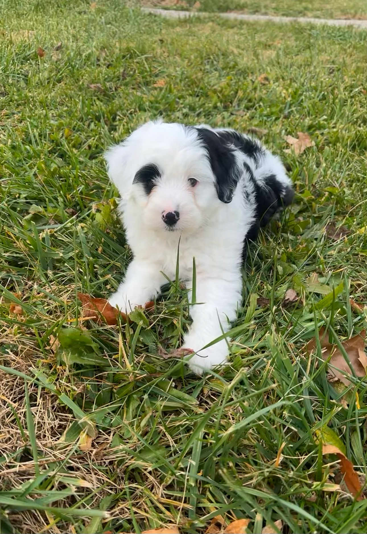 Sully joined the competition — help win amazing prizes! puppy, dog, grass, black_and_white, outdoor, animal, cute, pet, young, fur, nature, leaf, playful, lying_down, adorable, canine, small, fluffy, field, fall