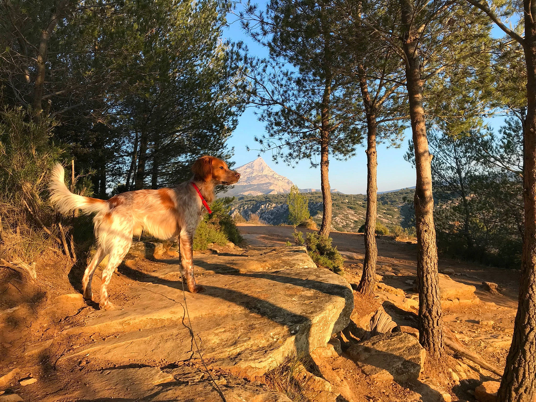 Dougie a rejoint le concours — aidez-le/la à gagner de superbes lots ! canidae, carnivore, dog, dog_breed, fawn, forest, plant, trail, tree, wildlife