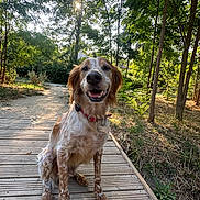 Dougie a rejoint le concours — aidez-le/la à gagner de superbes lots ! animal, canine, collar, daylight, dog, forest, friendly, grass, happy, leaves, nature, outdoor, park, pet, sitting, smiling, summer, sunlight, trees, wooden_path