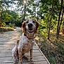 animal, canine, collar, daylight, dog, forest, friendly, grass, happy, leaves, nature, outdoor, park, pet, sitting, smiling, summer, sunlight, trees, wooden_path
