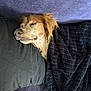 Dougie participe au concours pour gagner de l'argent avec cette photo : animal, bed, blanket, brown_fur, close_up, comfort, cozy, dog, domestic, fur, indoors, nap, peaceful, pet, pillow, quiet, relaxing, resting, sleeping, soft_texture