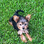 Bella joined the competition — help win amazing prizes! adorable, animal, canine, cute, dog, ears, eyes, fur, grass, lying, muzzle, nature, outdoor, pet, playful, puppy, small, sunlight, tail, young