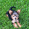 puppy, dog, grass, outdoor, pet, canine, fur, ears, cute, animal, nature, young, adorable, small, lying, playful, muzzle, tail, eyes, sunlight