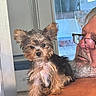 Bella joined the competition — help win amazing prizes! dog, small_dog, pet, man, beard, glasses, indoor, window, blinds, hair, fur, face, person, shoulder, chest, relaxing, companion, animal, cute, close_up