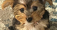 Bella is registered to the contest to win money with this photo: puppy, dog, small_dog, indoor, carpet, brown_fur, black_fur, cute, pet, animal, floor, table_leg, looking_up, fluffy, young_dog, adorable, close_up, fur, sitting, domestic_animal
