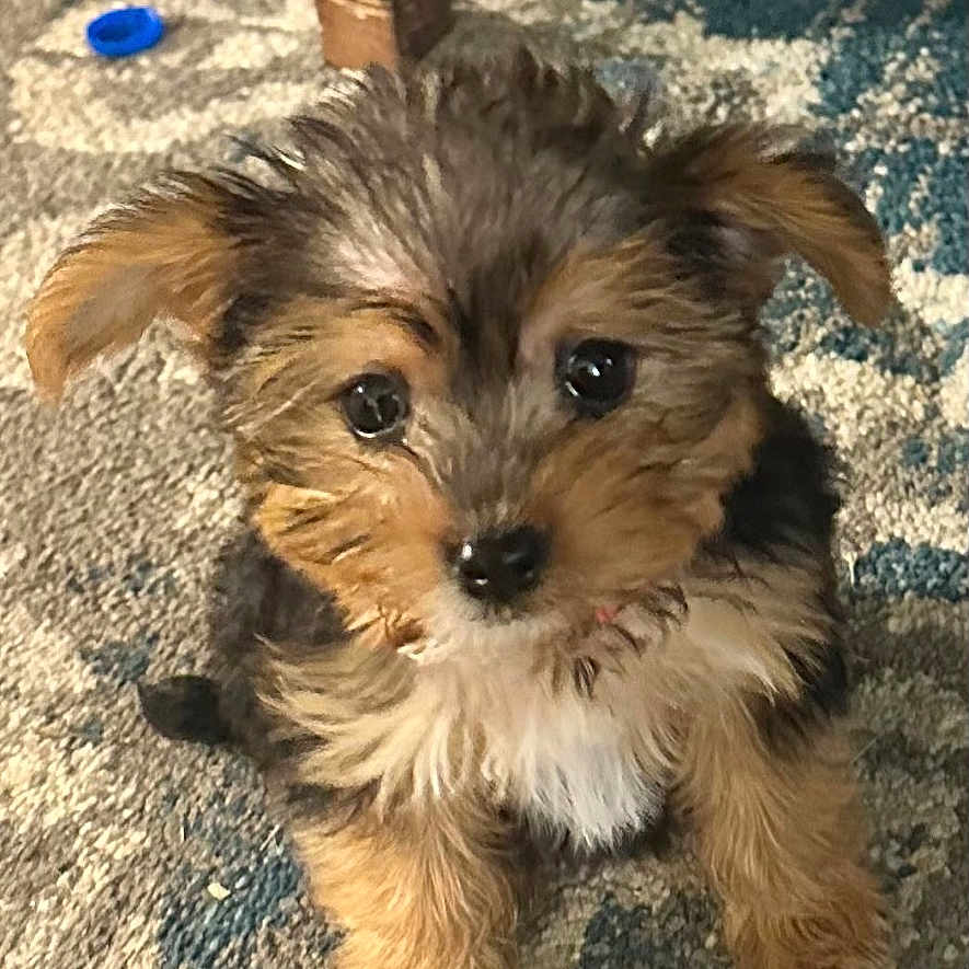 Bella