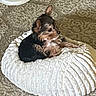 Bella is registered to the contest to win money with this photo: animal, carpet, cozy, cushion, cute, dog, domestic, ears, floor, frisbee, fur, indoor, patterned_carpet, pet, relaxed, resting, small_dog, tiny_dog, white_cushion, yorkshire_terrier