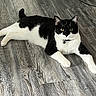cat, black_and_white, indoor, floor, wooden_floor, pet, animal, feline, relaxing, lying_down, curious, collar, domestic_animal, eyes, whiskers, ears, fur, looking_at_camera, mammal, cute