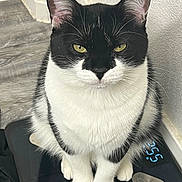 Sylvester is registered to the contest to win money with this photo: cat, black_and_white, yellow_eyes, sitting, indoor, digital_scale, close_up, fur, pet, animal, whiskers, floor, wall, paws, portrait, domestic_cat, feline, cute, looking_at_camera, still_life