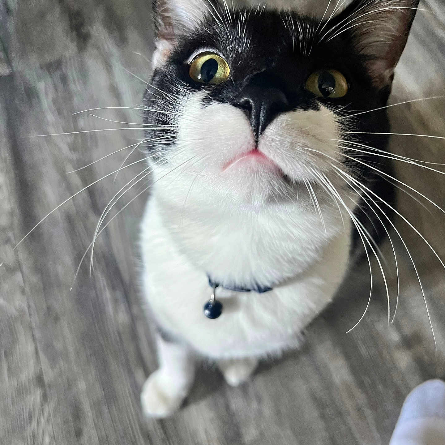 Sylvester