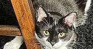 Sylvester is registered to the contest to win money with this photo: cat, black_and_white_cat, yellow_eyes, wooden_chair, carpet, indoor, pet, animal, whiskers, paw, feline, curious, looking_up, close_up, domestic_cat, fur, ears, playful, resting, home