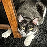 cat, black_and_white_cat, yellow_eyes, wooden_chair, carpet, indoor, pet, animal, whiskers, paw, feline, curious, looking_up, close_up, domestic_cat, fur, ears, playful, resting, home