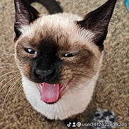 Dascot joined the competition — help win amazing prizes! big_ears, carpet, cat, close_up, cute, expression, fur, indoor, pet, pink_tongue, playful, portrait, siamese, social_media_watermark, squinting_eyes, tiktok_watermark, tongue_out, toy, whiskers, yawning