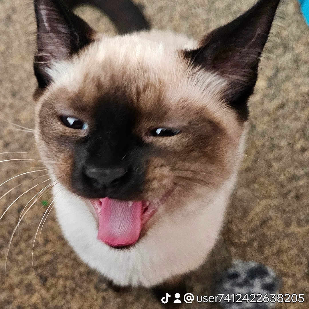 Dascot joined the competition — help win amazing prizes! big_ears, carpet, cat, close_up, cute, expression, fur, indoor, pet, pink_tongue, playful, portrait, siamese, social_media_watermark, squinting_eyes, tiktok_watermark, tongue_out, toy, whiskers, yawning