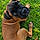 Baloo