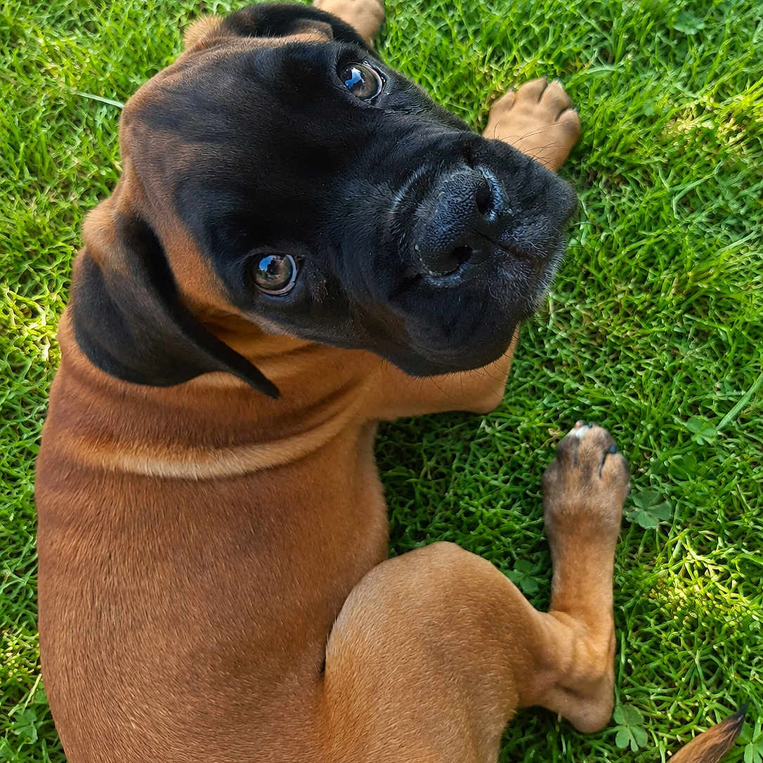 Baloo a rejoint le concours — aidez-le/la à gagner de superbes lots ! dog, puppy, grass, outdoor, pet, brown_coat, black_muzzle, curious, looking_up, sitting, sunlight, nature, animal, young_dog, cute, fur, ears, tail, snout, playful